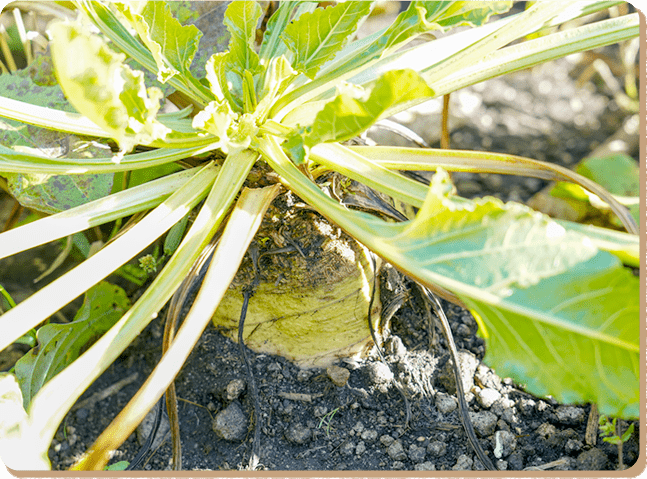 エコロジー農業