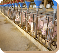 北海道内トップレベルの養豚企業